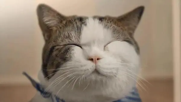 COTTO卫浴以猫为本，活用萌宠元素提升影响力