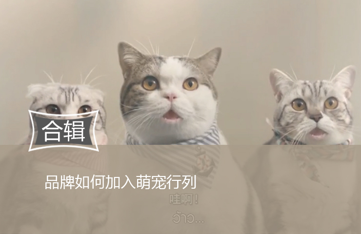 萌宠经济如此热，消费者这么埋单，品牌纷纷表示不能缺席