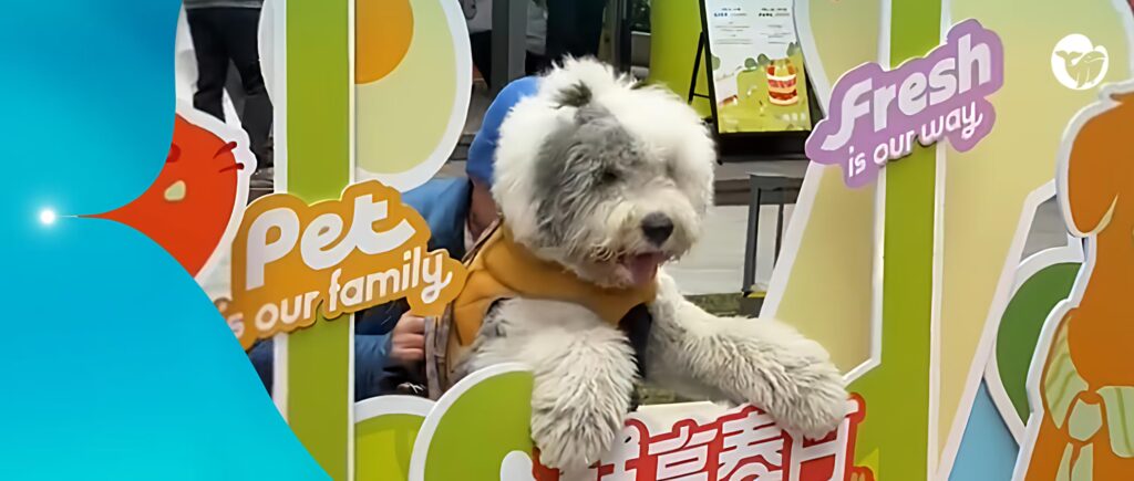 3月上海开到10家！盒马之父再造宠物鲜生